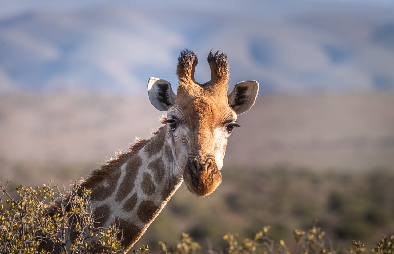 giraffe tracking